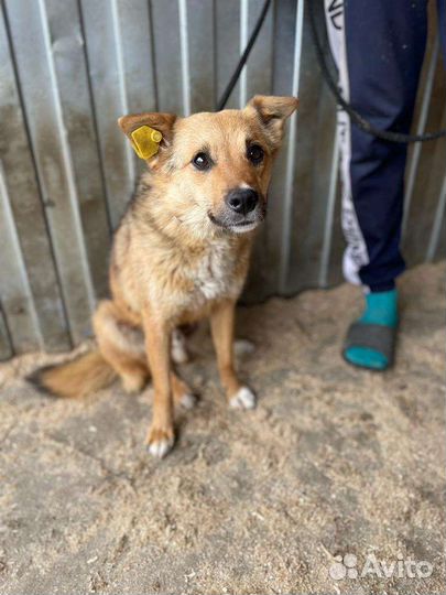 Собака в добрые руки