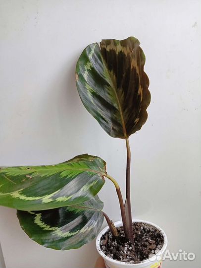 Калатея медальон