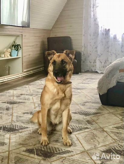 Метис бельгийской овчарки Рейна 1,5 года