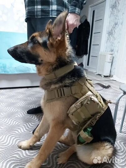 Шлейка для собак, средних и крупных пород