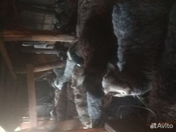Овцы, Бараны