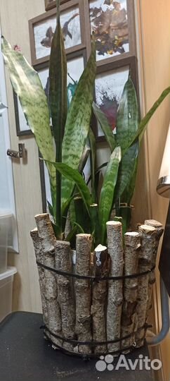 Комнатные растения щучий хвост сансевиерия