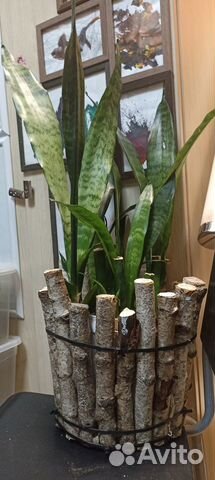 Комнатные растения щучий хвост сансевиерия