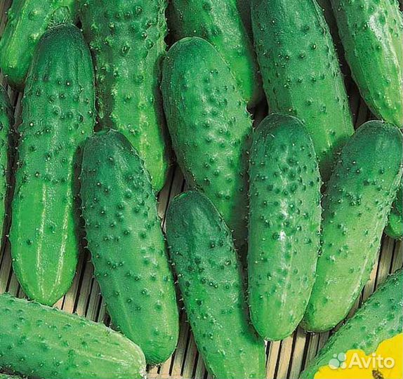 Семена огурцов профессиональные