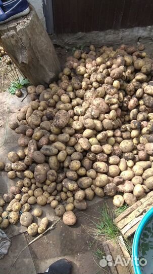 Продам картофель