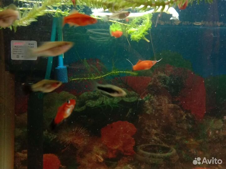 Анциструсы,ампулярии улитки,меченосцы,скалярии