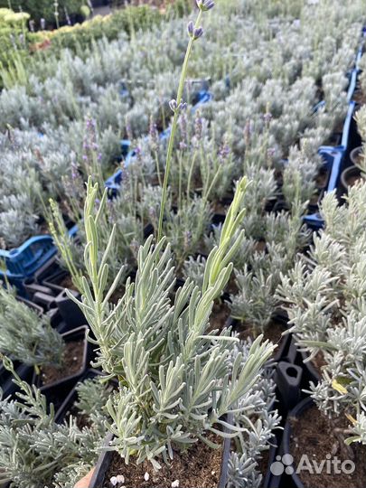 Лаванда саженцы