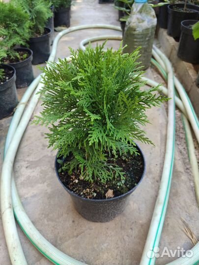 Туя смарагд