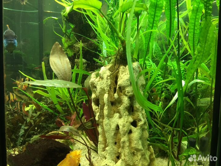 Декорация, декор в аквариум / амфора, растения