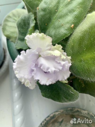 Фиалка взрослая сортовпя