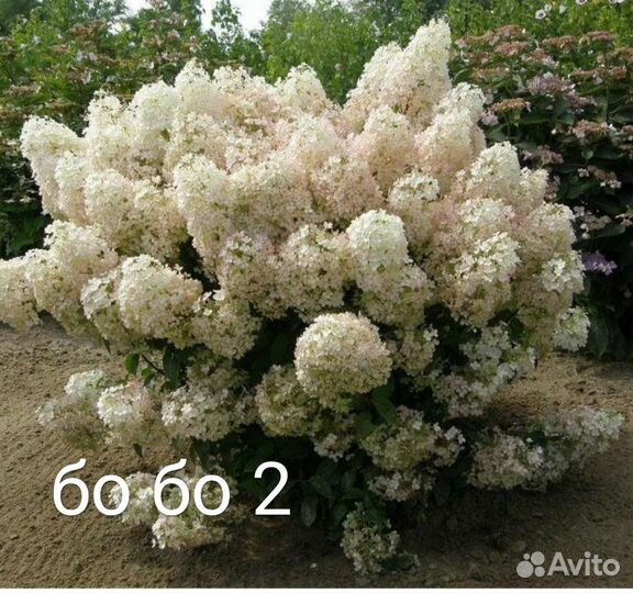 Гортензия метельчатая