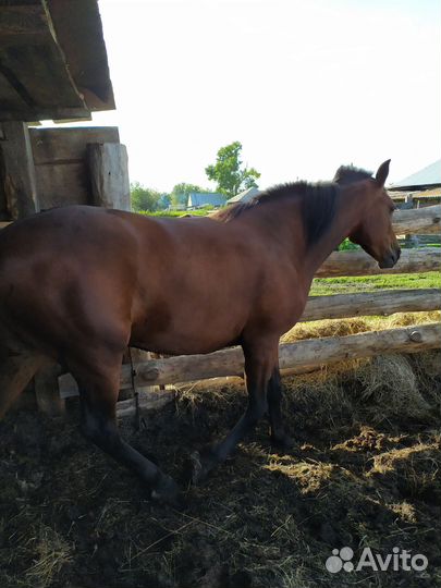 Продам кобылу