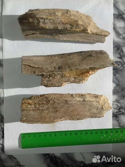 Окаменелое дерево