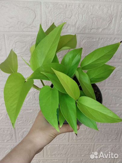 Эпипремнум неон