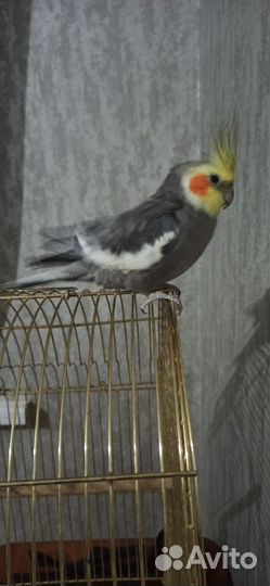 Попугай корелла мальчик