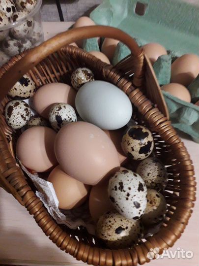 Куриные и перепелиные яйца