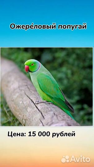 Попугай крупных пород