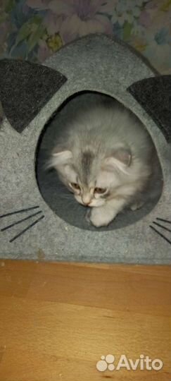 Домик для котенка