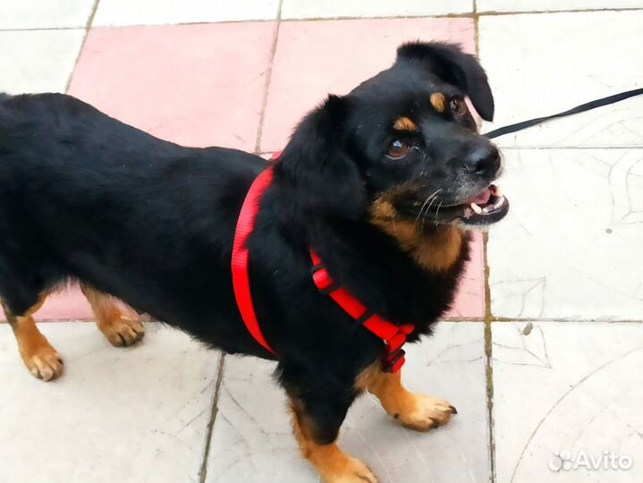 Собака в добрые руки