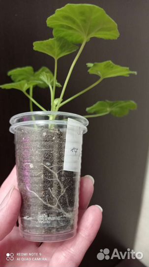 Пеларгония(герань)