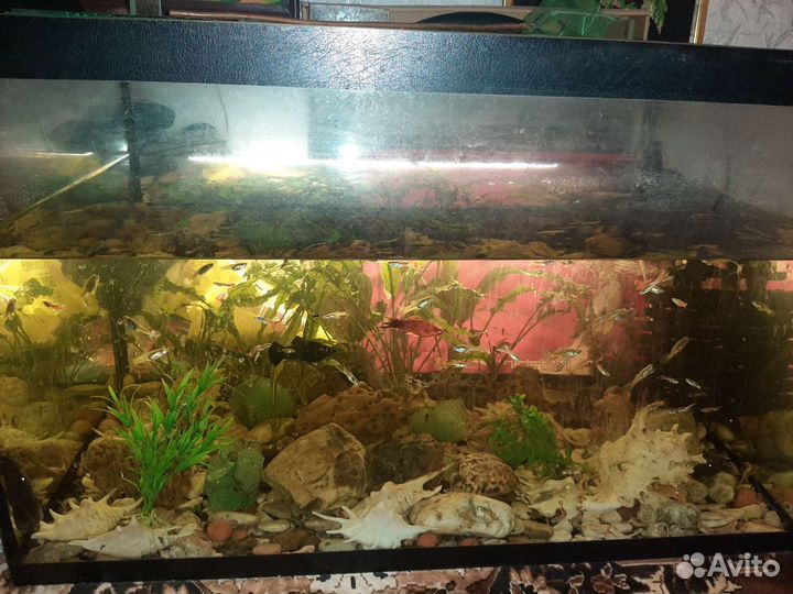 Аквариум с рыбками