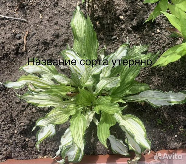 Хоста среднего размера