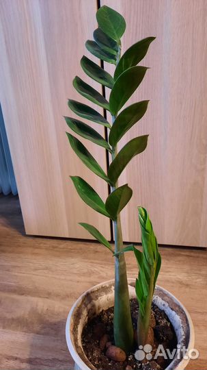 Замиокулькасы