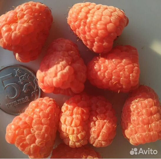 Саженцы Таруса (малиновое дерево) и др. сорта