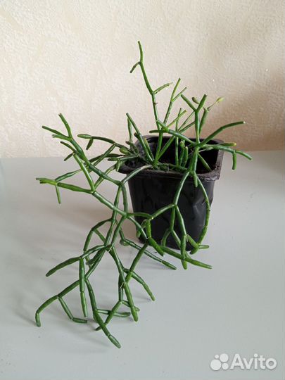 Цветы(бегония махровая,калатея,зефирантес) )