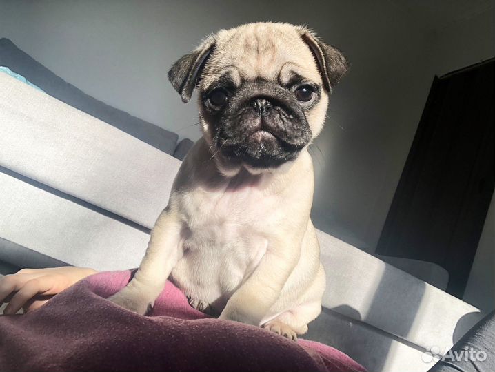 Щенки мопса