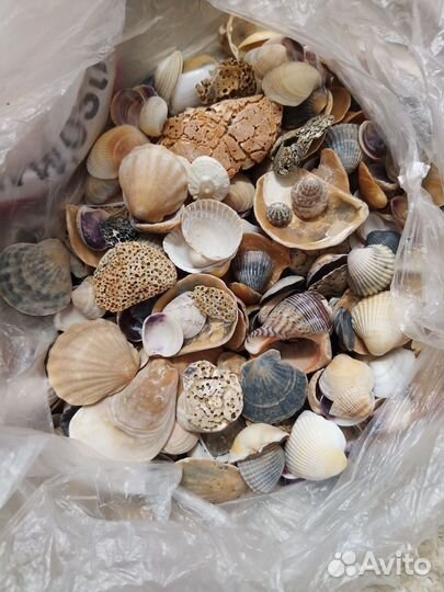 Ракушки наборы, морские звезды