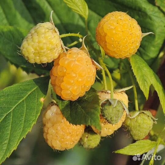 Желтая малина ремонтантная саженцы