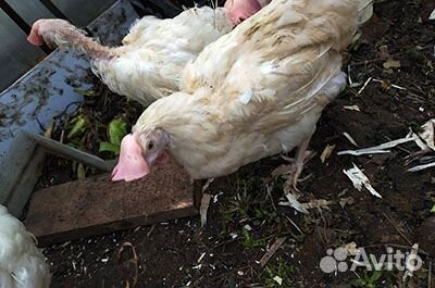 Куры несушки молодки