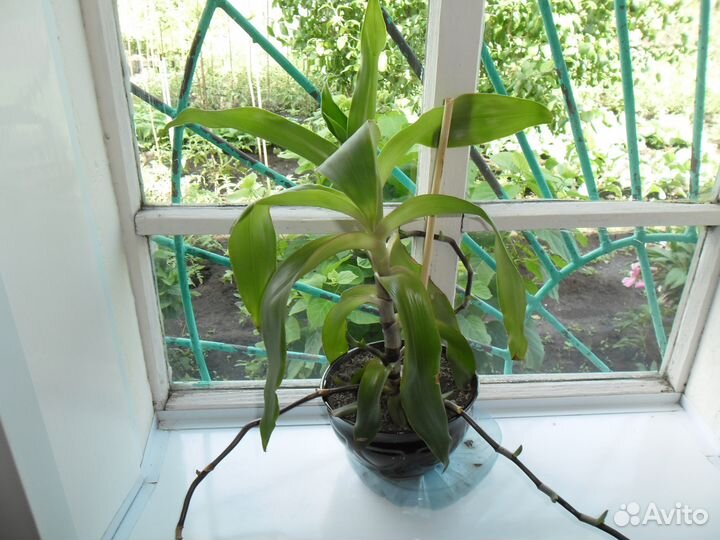 Комнатное растение