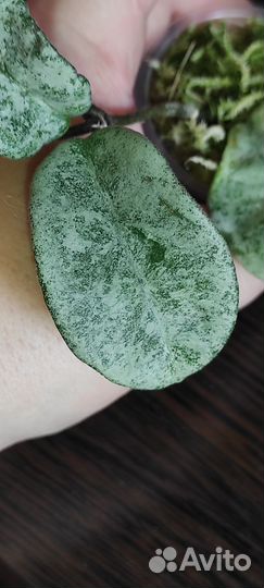 Хойя грей хост