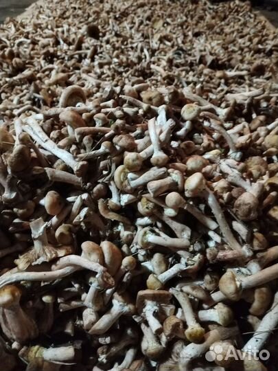 Опята свежие в наличии
