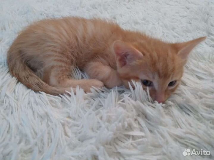 Отдам котиков в добрые руки