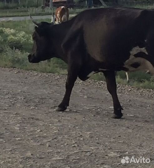 Корова высокоудойная