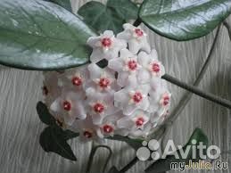 Хойя. Восковой плющ