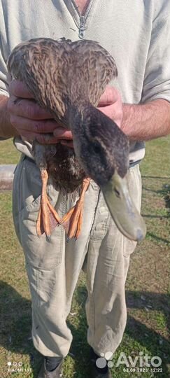 Утки селезень