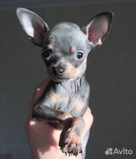 Мини той-терьер щенки