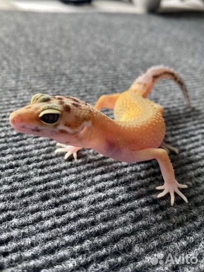 Геккон эублефар