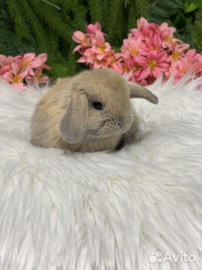 Супер Мини кролики