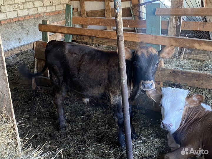 Бычки 6-7 месяцев