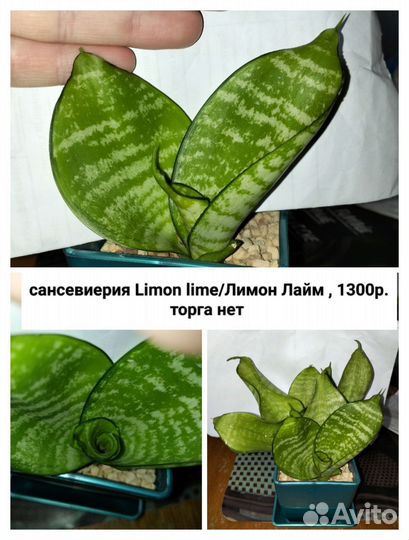 Сансевиерии сортовые от