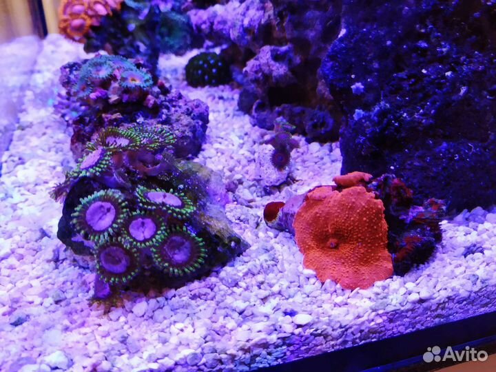 Морской рифовый аквариум 80л