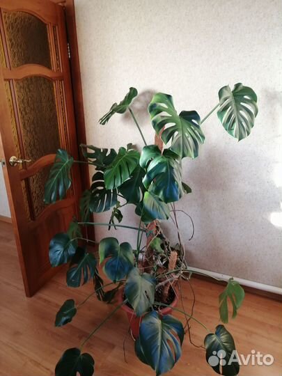 Продам комнатные растения