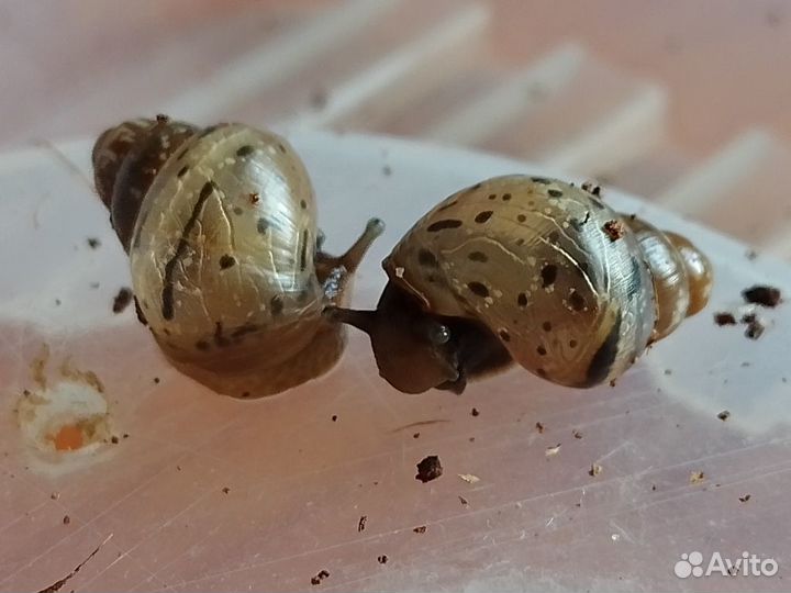 Улитята ахатины