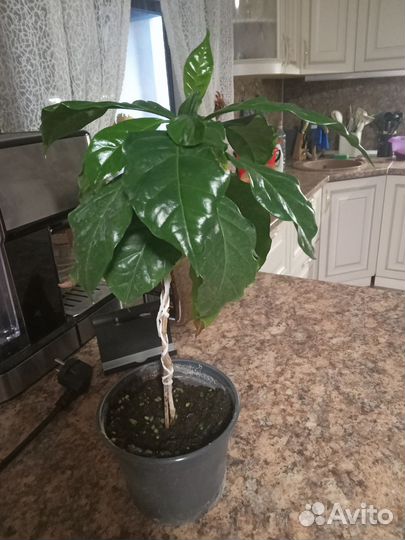 Кофе растение