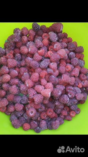 Саженцы вишни, смородины, малины,смородины, сливы